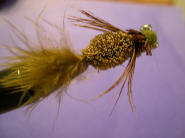 Dragonfly Nymph