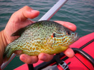Pumpkinseed