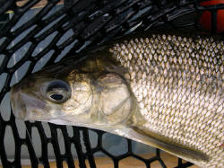 Lake Whitefish Head Shot