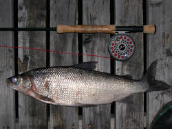 Lake whitefish offer up great fights, and also great table-fare