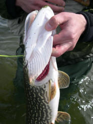 Pike have very sharp teeth, handle with care!