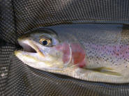 Stillwater Bow