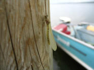 Damselfly